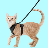 Cat Leads, Collars & Harness